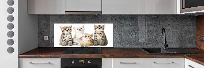 Glazen achterwand keuken Kleine katjes