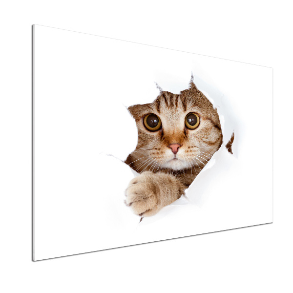 Achterwand keuken Kat