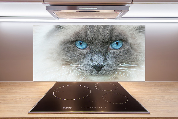 Achterwand keuken Blauwogige kat