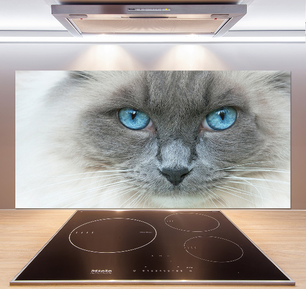 Achterwand keuken Blauwogige kat
