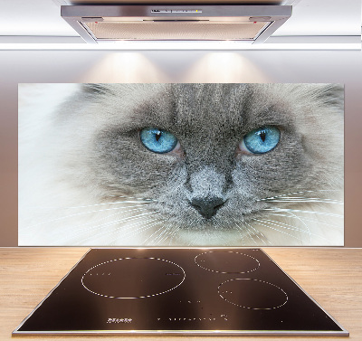 Achterwand keuken Blauwogige kat