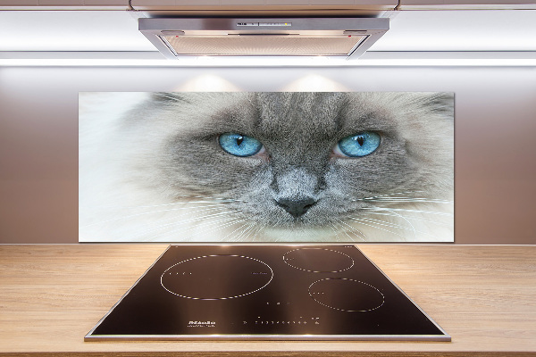 Achterwand keuken Blauwogige kat