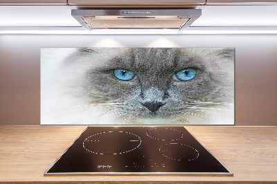 Achterwand keuken Blauwogige kat