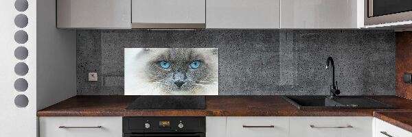 Achterwand keuken Blauwogige kat