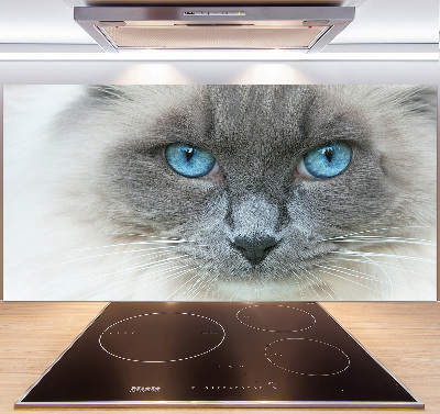 Achterwand keuken Blauwogige kat