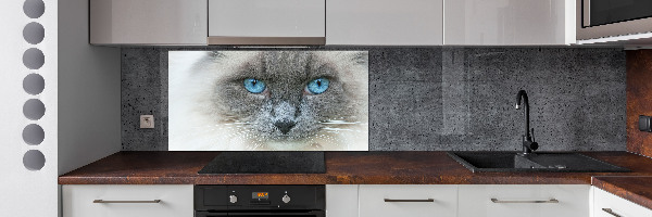 Achterwand keuken Blauwogige kat