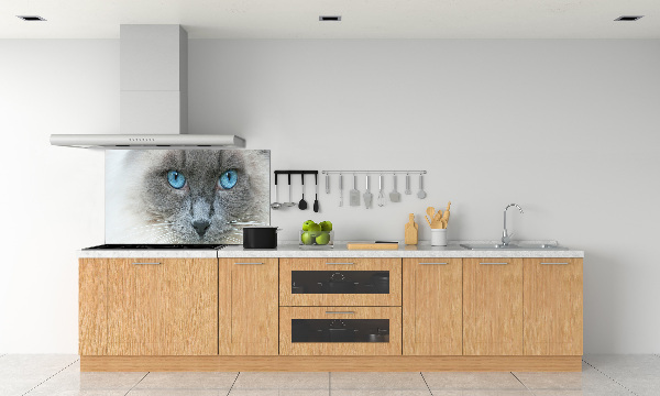 Achterwand keuken Blauwogige kat
