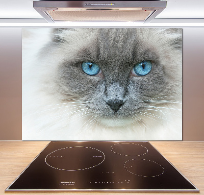 Achterwand keuken Blauwogige kat