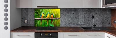 Spatscherm keuken Papegaaien op een tak