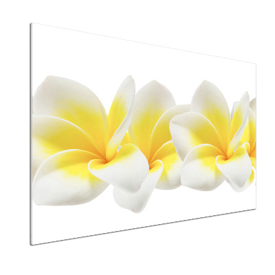 Glazen achterwand keuken Plumeria