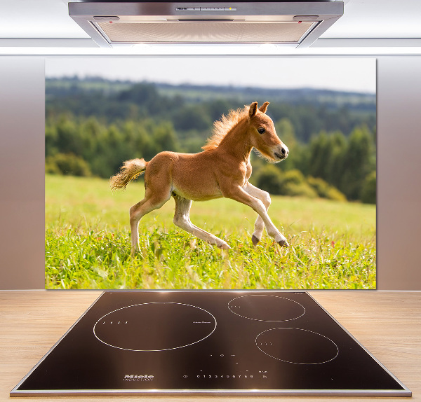 Spatscherm keuken Een veulen dat galoppeert