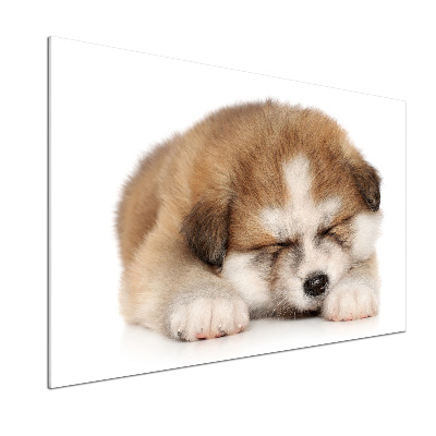 Spatscherm keuken Akita-puppy