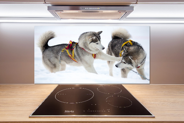 Glazen achterwand keuken Huskies in de winter