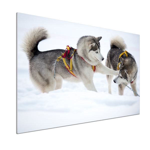 Glazen achterwand keuken Huskies in de winter