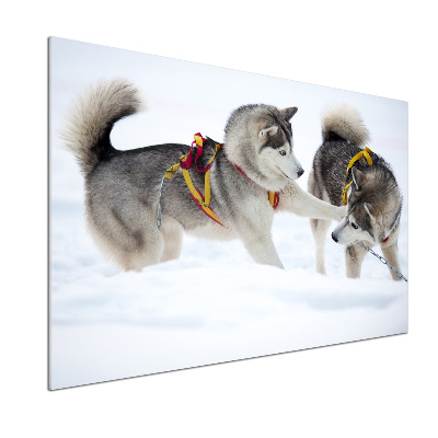 Glazen achterwand keuken Huskies in de winter