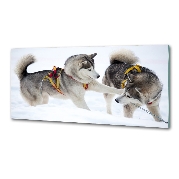 Glazen achterwand keuken Huskies in de winter