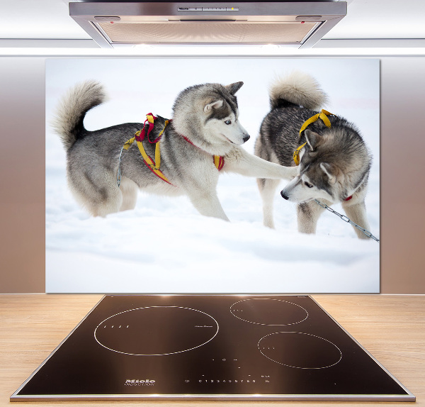 Glazen achterwand keuken Huskies in de winter
