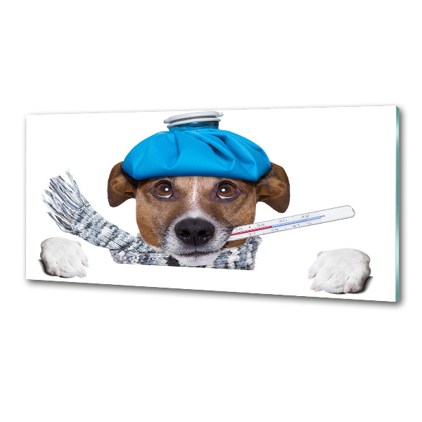 Achterwand keuken Zieke hond