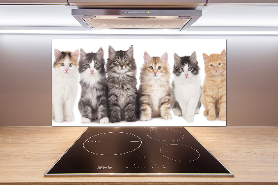 Spatplaat keuken Zes katten