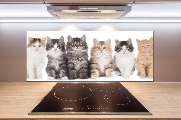Spatplaat keuken Zes katten