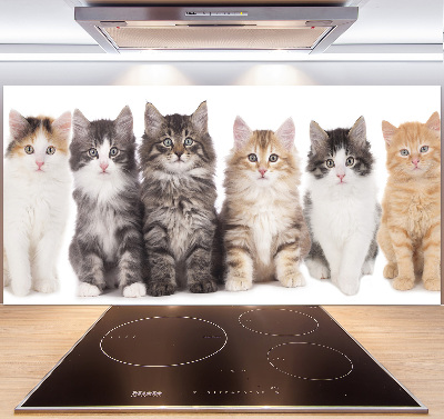 Spatplaat keuken Zes katten