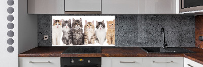 Spatplaat keuken Zes katten