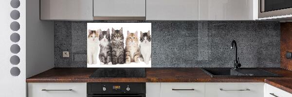 Spatplaat keuken Zes katten