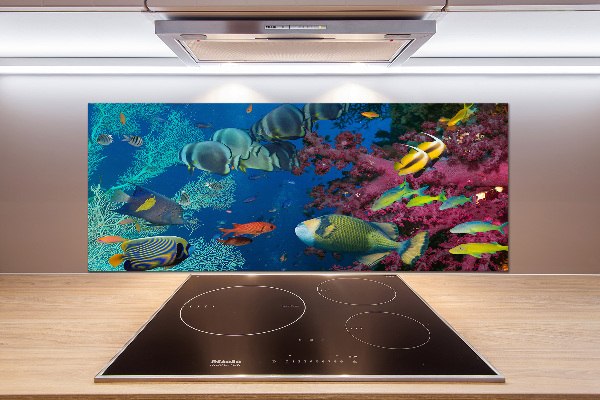 Glazen achterwand keuken Koraalrif