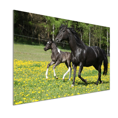 Achterwand keuken Merrie met veulen