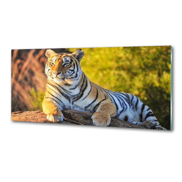 Keuken achterwand Portret van een tijger