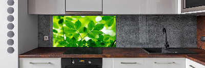 Glazen achterwand keuken Groene bladeren