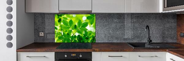 Glazen achterwand keuken Groene bladeren