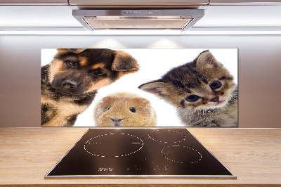 Spatscherm keuken Huisdieren