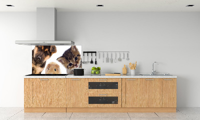 Spatscherm keuken Huisdieren