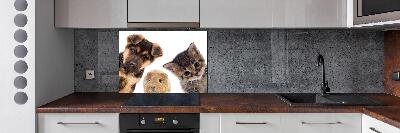 Spatscherm keuken Huisdieren