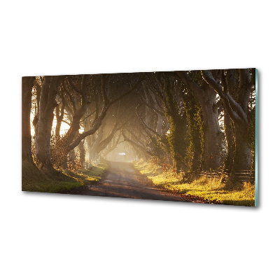 Glazen achterwand keuken Mist in het bos