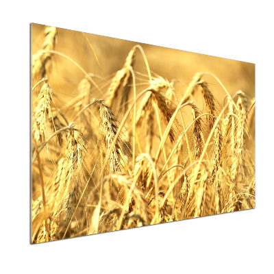 Glazen achterwand keuken Graan