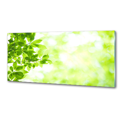 Spatplaat keuken Bladeren