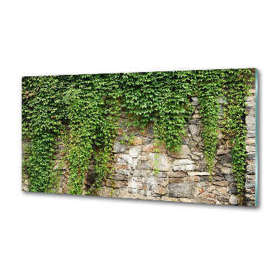 Spatscherm keuken Groene klimop