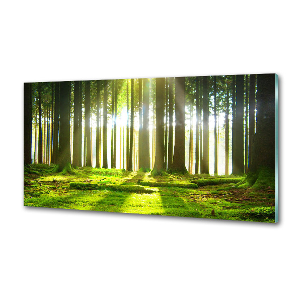 Spatplaat keuken Bos in de zon