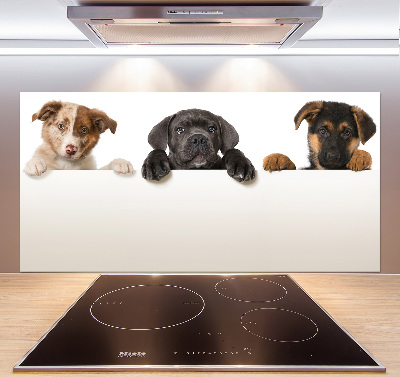 Keuken achterwand Drie puppy's
