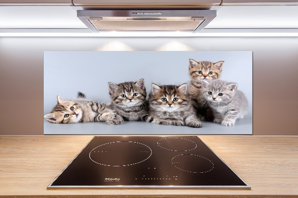 Achterwand keuken Vijf katten