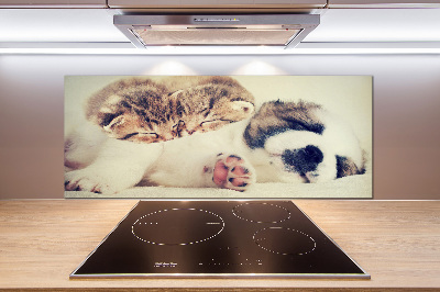Spatplaat keuken Twee katten en een hond
