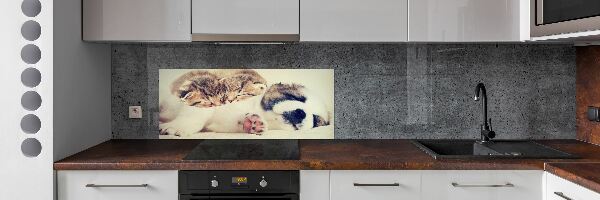 Spatplaat keuken Twee katten en een hond