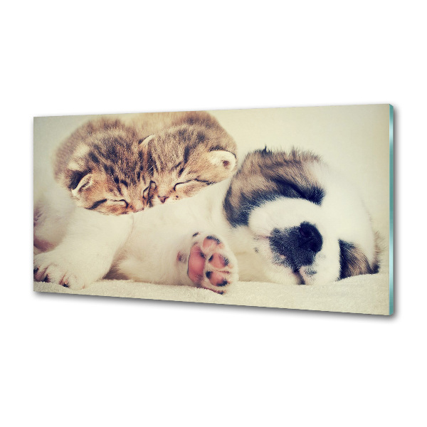 Spatplaat keuken Twee katten en een hond