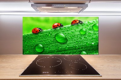 Achterwand keuken Lieveheersbeestjes op het gras