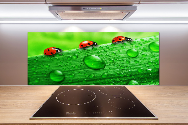 Achterwand keuken Lieveheersbeestjes op het gras