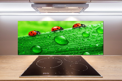 Achterwand keuken Lieveheersbeestjes op het gras