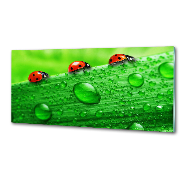 Achterwand keuken Lieveheersbeestjes op het gras