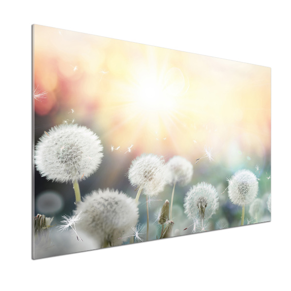 Glazen achterwand keuken Paardenbloemenveld